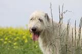 IRISH WOLFHOUND 057